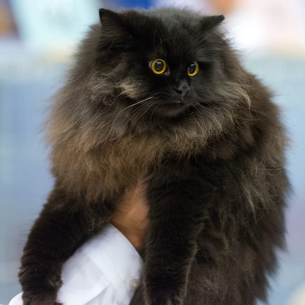 Historical Cats - 1929 Black Persian cat