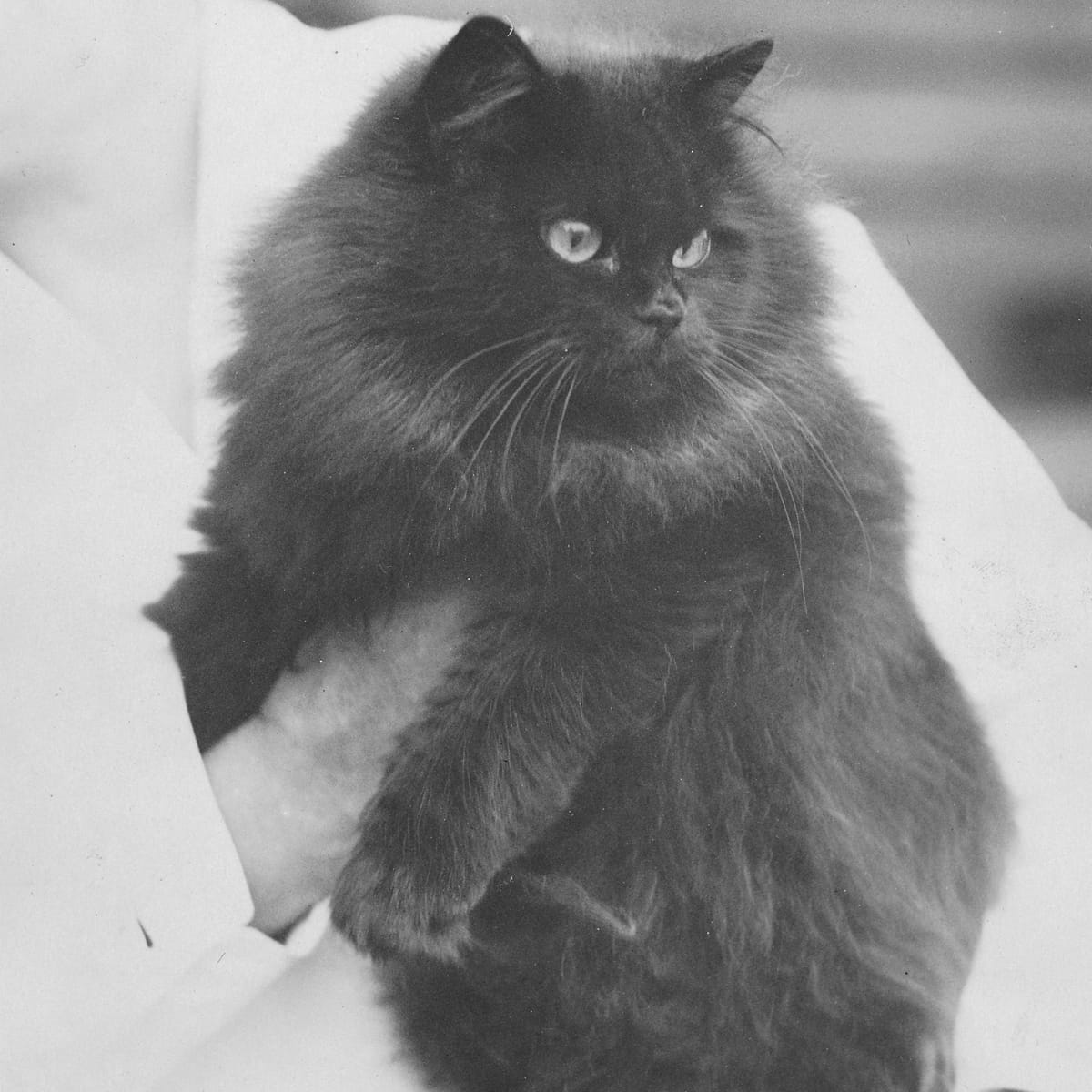 Historical Cats - 1929 Black Persian cat