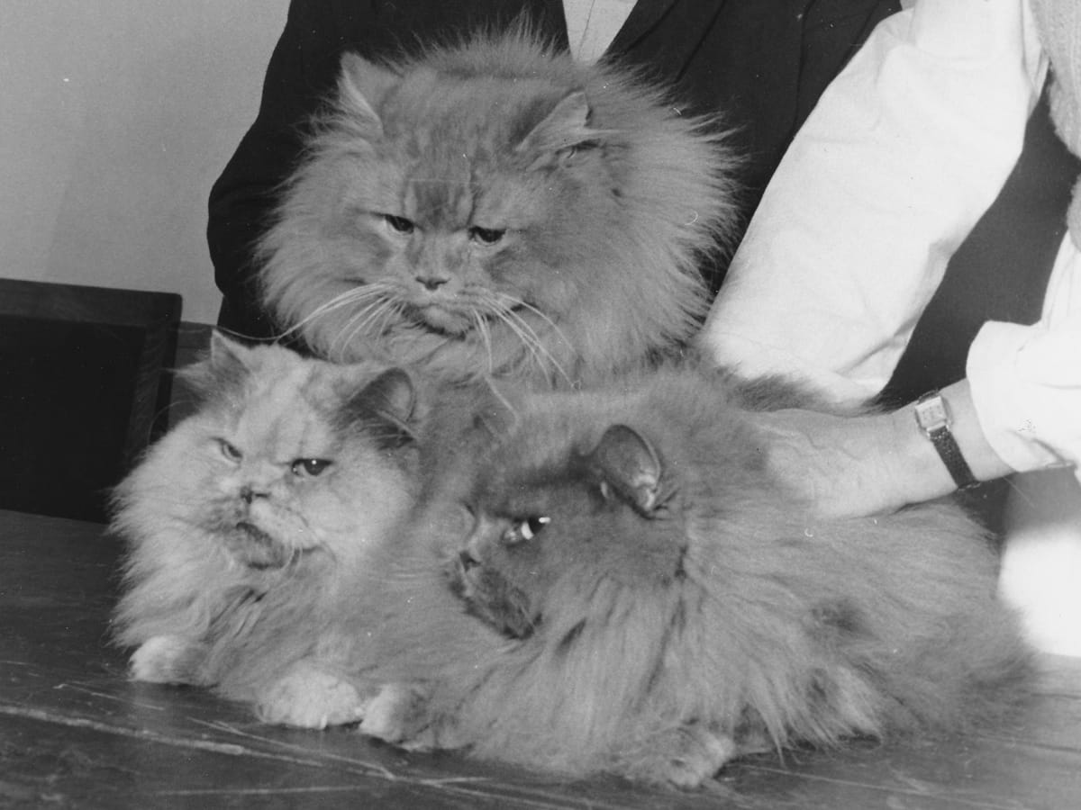 Historiske katte - 1953 Der sad tre katte på et bord