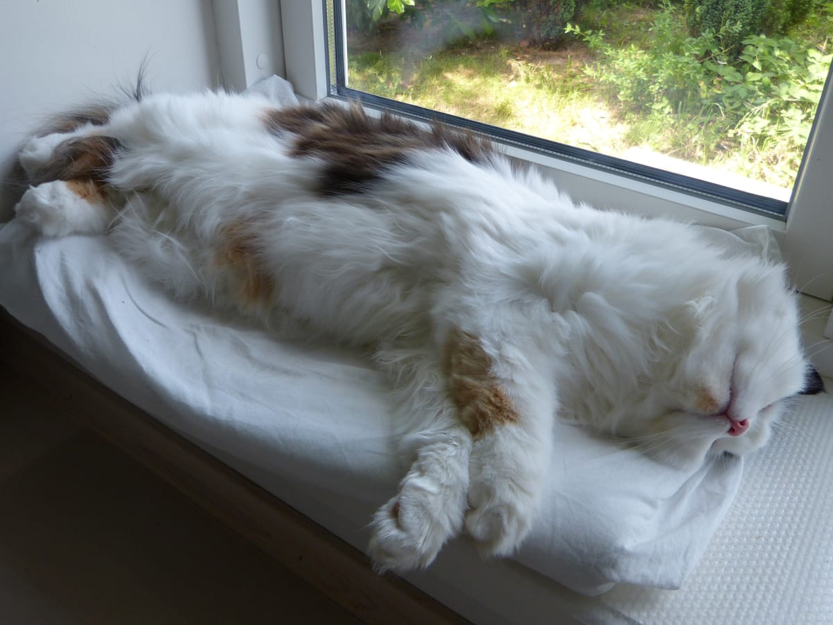 Sådan sover du bedre - råd fra søvn eksperten