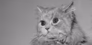 Historical Cats - 1950s Carol of Bellamont