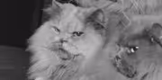 Historiske katte - 1953 Der sad tre katte på et bord