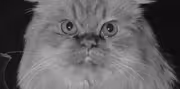Historical Cats - 1968 Red Persian cat
