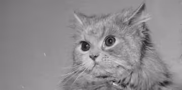 Historical Cats - 1950s Carol of Bellamont