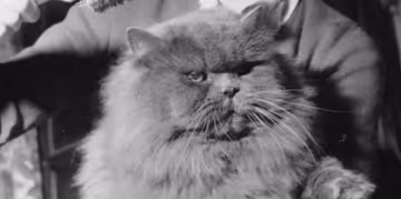 Historical Cats - 1953 - Magyar Yanos aka Tarzan