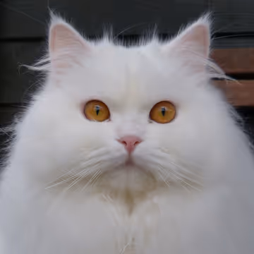 Impala for en Impala