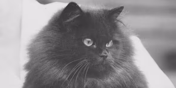 Historical Cats - 1929 Black Persian cat