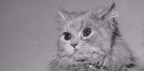 Historical Cats - 1950s Carol of Bellamont