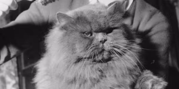 Historical Cats - 1953 - Magyar Yanos aka Tarzan