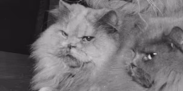 Historiske katte - 1953 Der sad tre katte på et bord