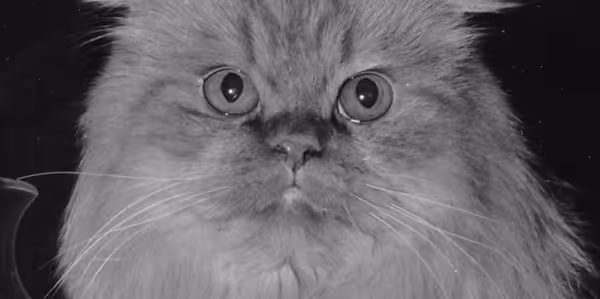 Historical Cats - 1968 Red Persian cat