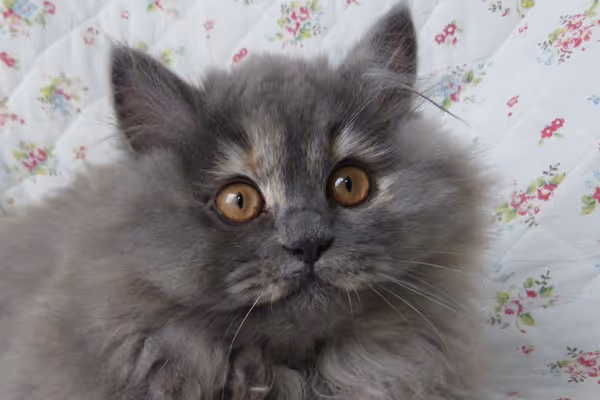 Aurelius - Cryptomonicon og romersk kejser filosof