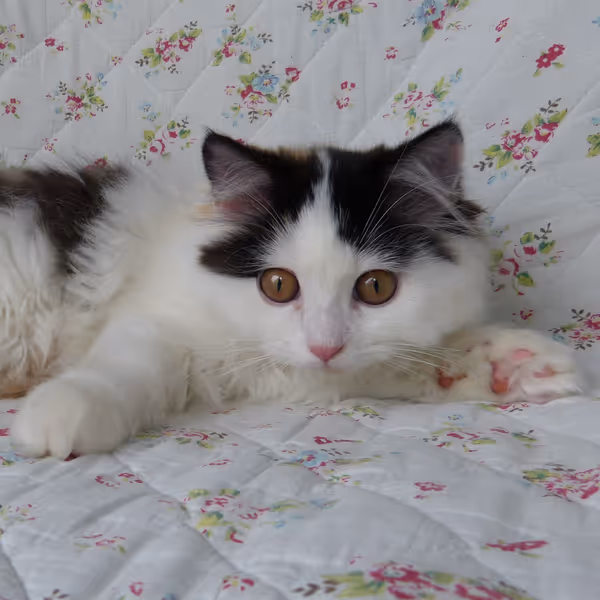 Sådan sover du bedre - råd fra søvn eksperten