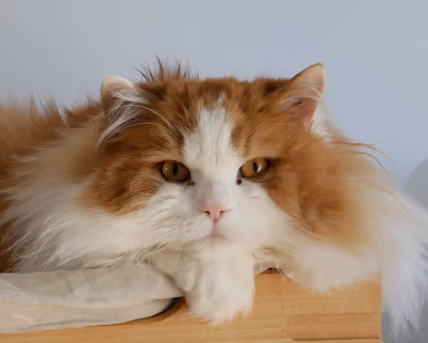 Gingersnap - nu også et bandeord