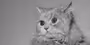 Historical Cats - 1950s Carol of Bellamont
