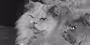 Historiske katte - 1953 Der sad tre katte på et bord