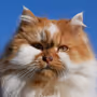 tag-Cats * Katte